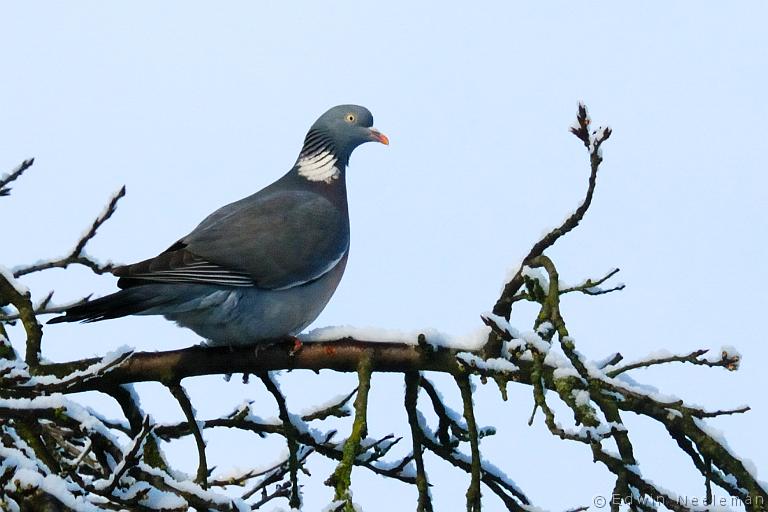 ENE-20080324-0026.jpg - [nl] Houtduif ( Columba palumbus ) | Ommeren, Nederland[en] Wood Pigeon ( Columba palumbus ) | Ommeren, The Netherlands